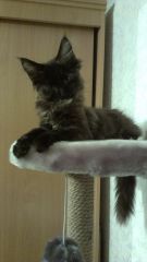 Кошка мейн-кун Сандра (IMAG1195)