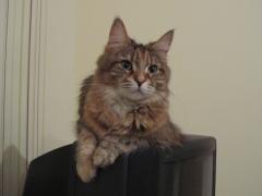 Кошка мейн кун Юки (IMG_0196)