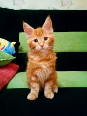 Кот мейн кун Тоторо (20160115_102001)