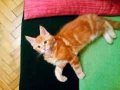 Кот мейн кун Тоторо (20160115_102002)