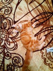 Кот мейн кун Тоторо (20160220_220002)