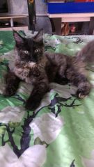 Кошка мейн-кун Сандра (IMAG1273)
