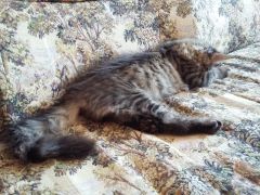 Кошка мейн-кун Кэтти (20150607_143800)