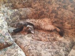 Кошка мейн-кун Кэтти (20150706_195838)