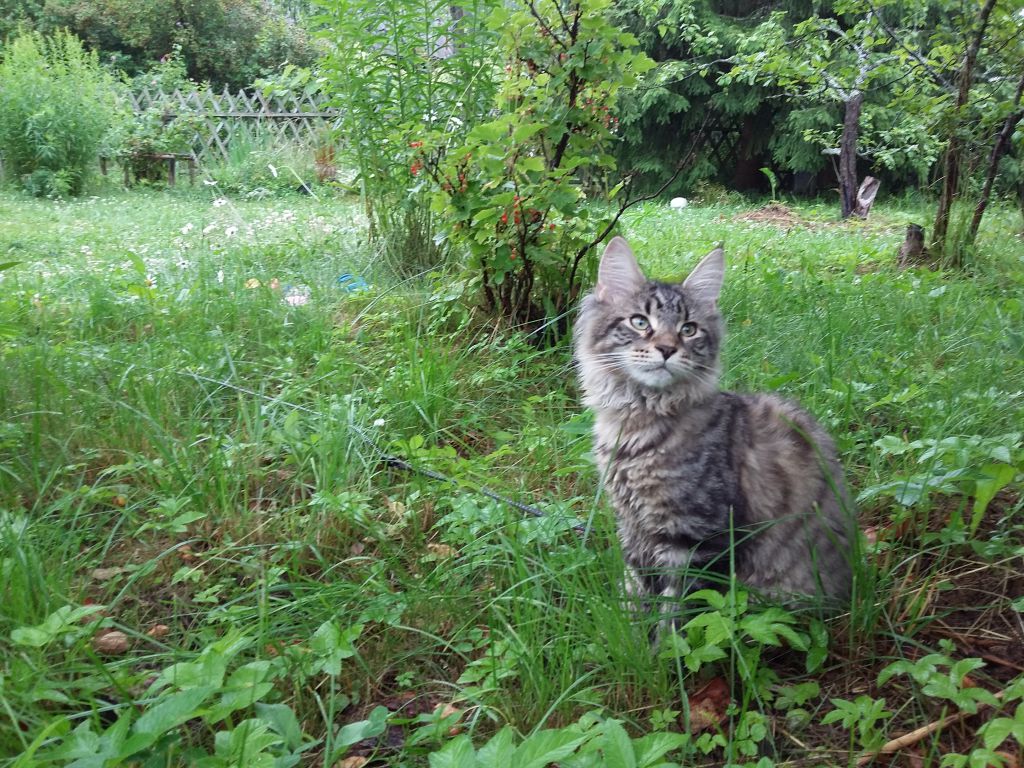 Кошка мейн-кун Кэтти (20150719_100354)