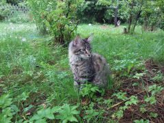 Кошка мейн-кун Кэтти (20150719_100404)