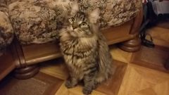 Кошка мейн-кун Кэтти (20151217_180646)