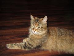 Кошка мейн кун Юки (IMG_0212)