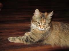 Кошка мейн кун Юки (IMG_0213)