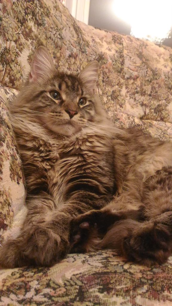 Кошка мейн-кун Кэтти (20160205_213522)