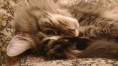 Кошка мейн-кун Кэтти (20160205_213549)