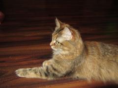 Кошка мейн кун Юки (IMG_0216)