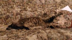 Кошка мейн-кун Кэтти (20160214_194615)