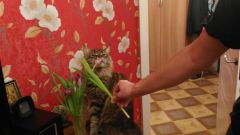 Кошка мейн-кун Кэтти (20160305_191736)