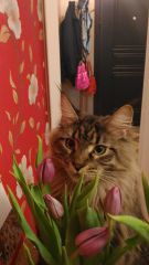 Кошка мейн-кун Кэтти (20160305_191807)