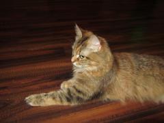 Кошка мейн кун Юки (IMG_0218)