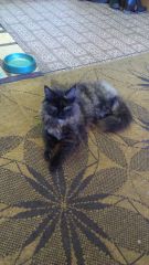 Кошка мейн-кун Сандра (IMAG1335)