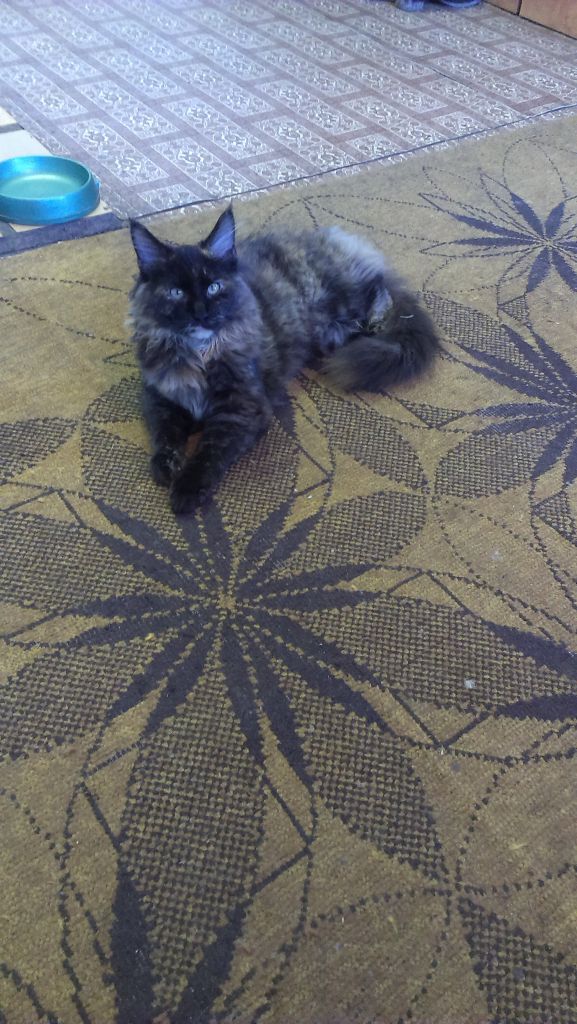 Кошка мейн-кун Сандра (IMAG1334)