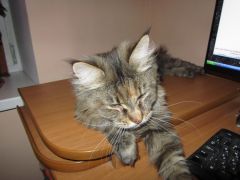 Кошка мейн-кун Касси (IMG_2631)