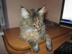 Кошка мейн-кун Касси (IMG_2632)