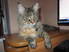 Кошка мейн-кун Касси (IMG_2633)