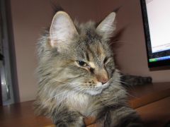 Кошка мейн-кун Касси (IMG_2634)