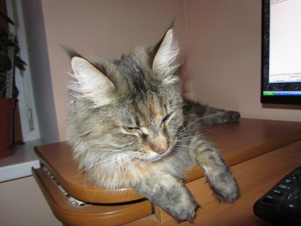 Кошка мейн-кун Касси (IMG_2636)