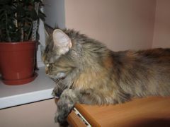 Кошка мейн-кун Касси (IMG_2638)