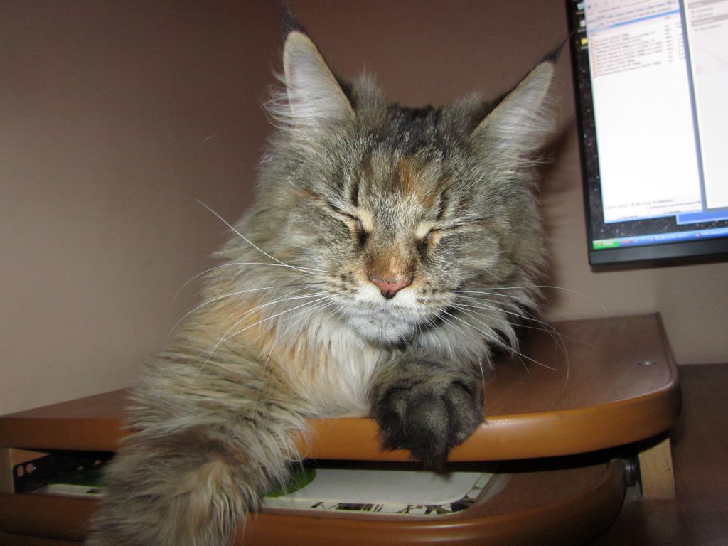 Кошка мейн-кун Касси (IMG_2640)