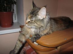 Кошка мейн-кун Касси (IMG_2641)