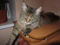 Кошка мейн-кун Касси (IMG_2642)