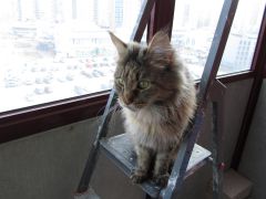 Кошка мейн-кун Касси (IMG_2643)