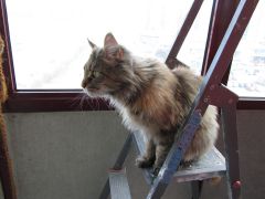 Кошка мейн-кун Касси (IMG_2644)