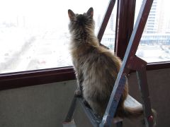 Кошка мейн-кун Касси (IMG_2645)