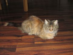 Кошка мейн-кун Касси (IMG_2647)