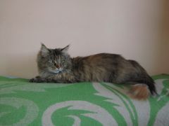 Кошка мейн-кун Касси (IMG_2656)