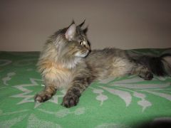 Кошка мейн-кун Касси (IMG_2660)
