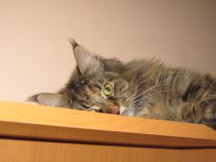 Кошка мейн-кун Касси (IMG_2664)