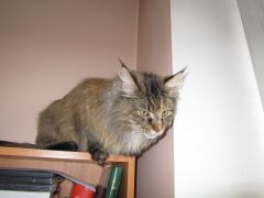 Кошка мейн-кун Касси (IMG_2677)