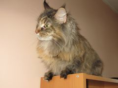 Кошка мейн-кун Касси (IMG_2679)