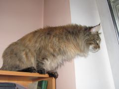 Кошка мейн-кун Касси (IMG_2680)