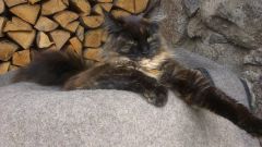 Кошка мейн-кун Сандра (IMAG1596)