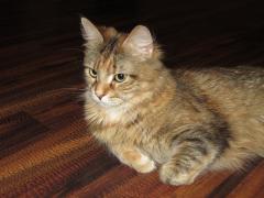 Кошка мейн кун Юки (IMG_0225)