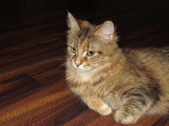 Кошка мейн кун Юки (IMG_0226)