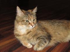 Кошка мейн кун Юки (IMG_0227)