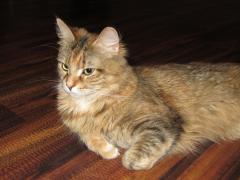 Кошка мейн кун Юки (IMG_0228)