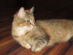 Кошка мейн кун Юки (IMG_0229)