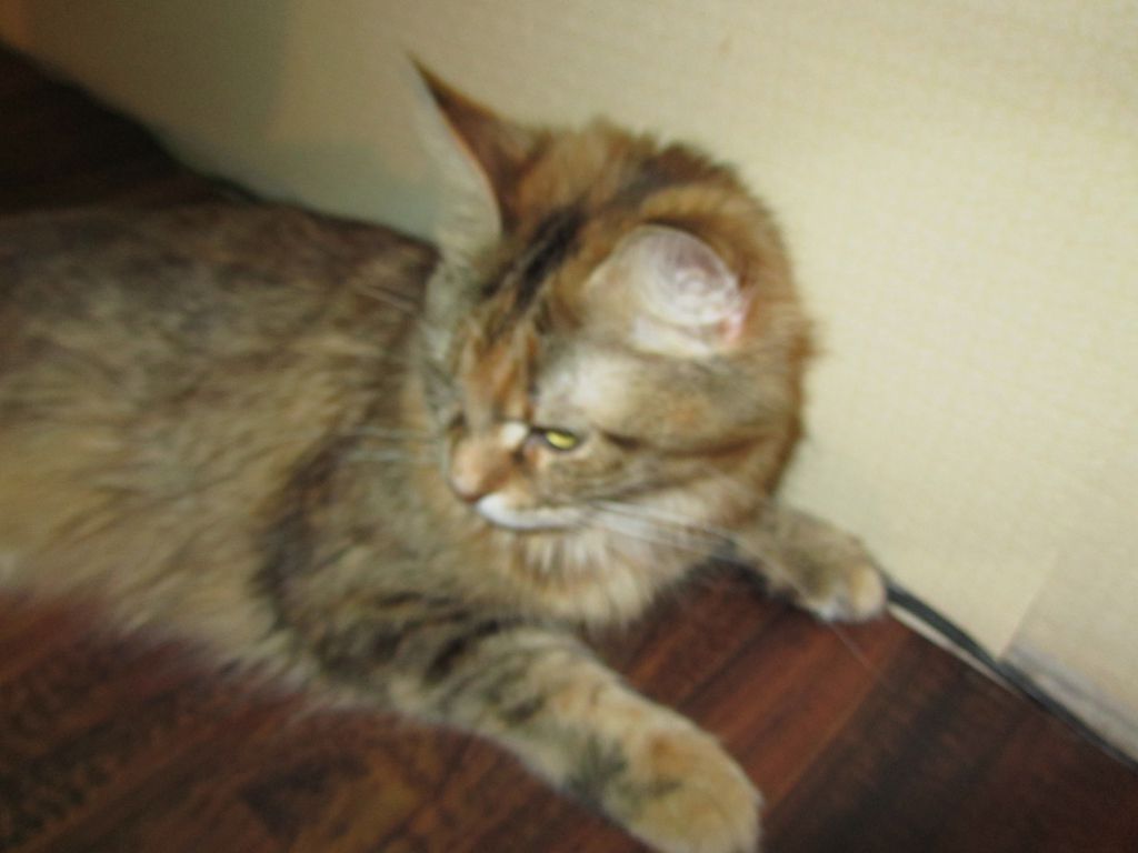 Кошка мейн кун Юки (IMG_0238)