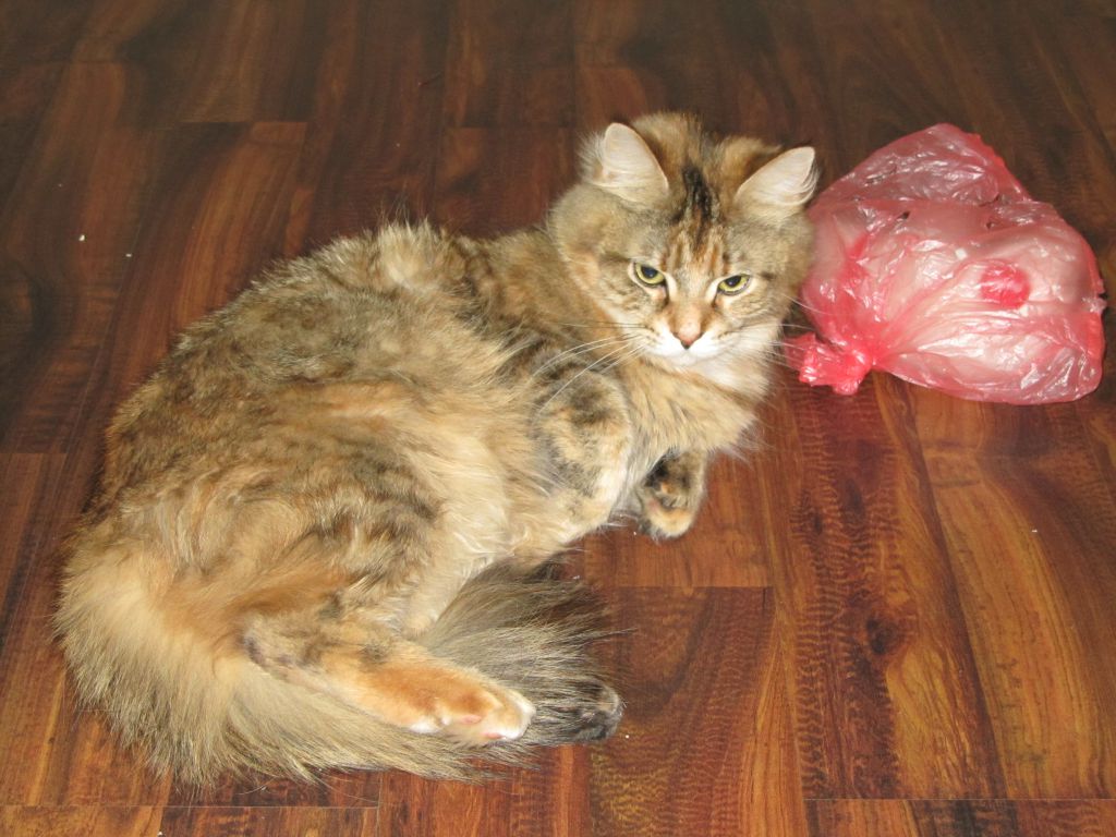 Кошка мейн кун Юки (IMG_0253)