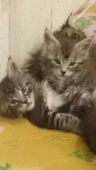 Дети кошки Куны
